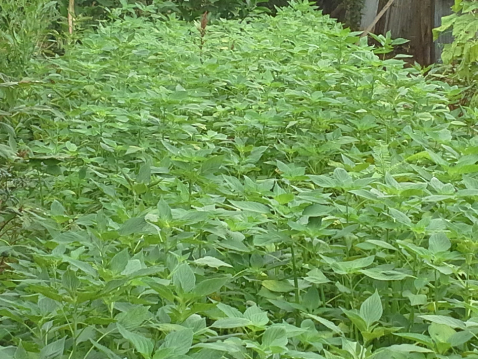 Grown from real herb farms