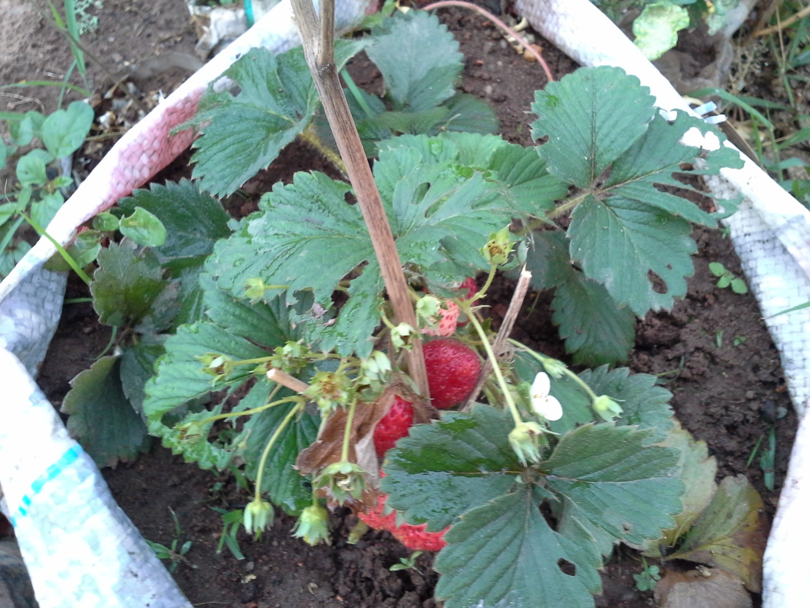 Real, natural produce