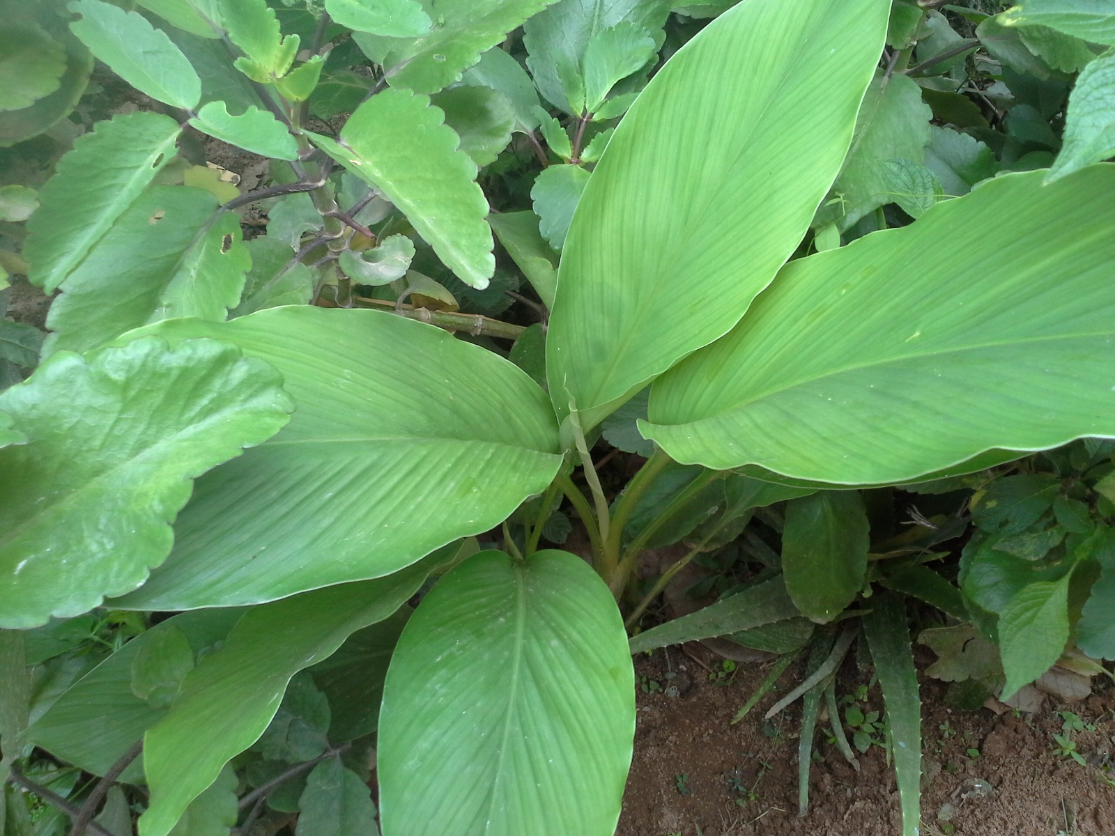 Fresh turmeric, hand-selected